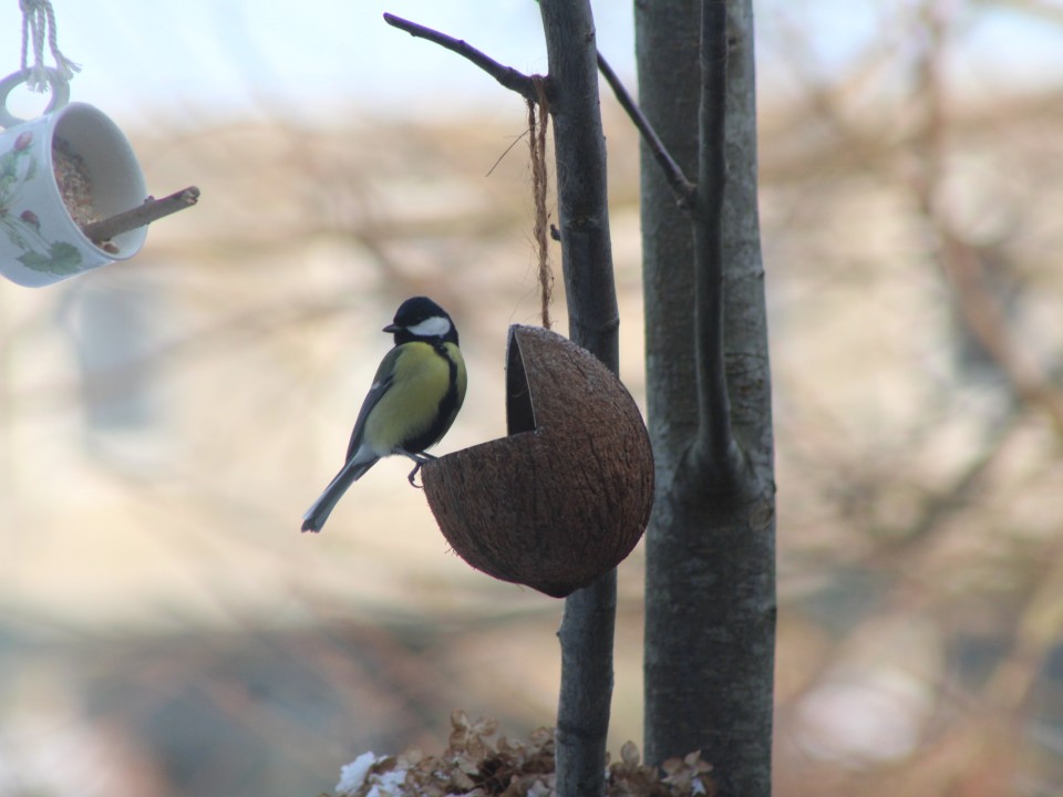 Koolmees bij de vogelpindakaas